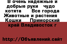 В очень надежные и добрые руки - чудо - котята!!! - Все города Животные и растения » Кошки   . Приморский край,Владивосток г.